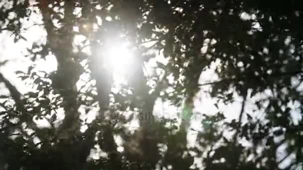 朝の太陽に対して葉 - 映像、動画