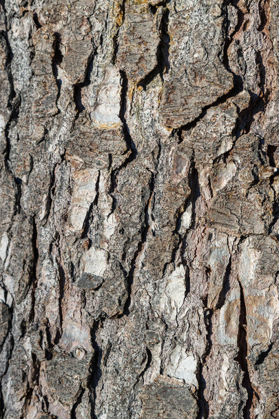 La textura de la madera natural
 - Foto, Imagen