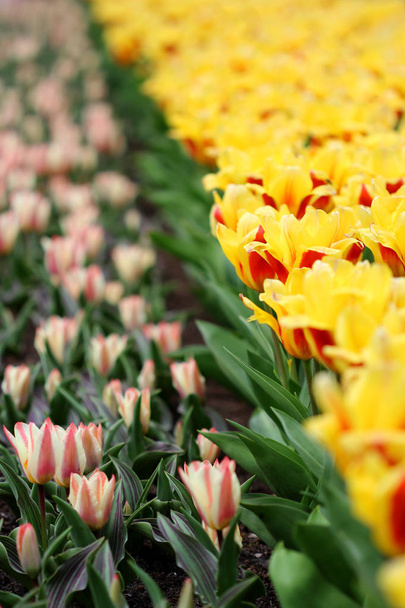 The big amount of the colorful tulips in the spring - Photo, Image