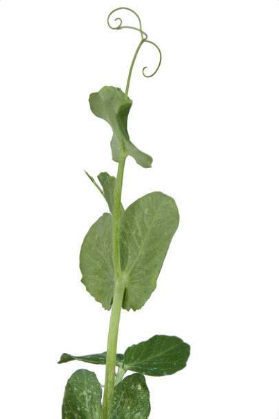 peas plant on white background - Foto, Imagem