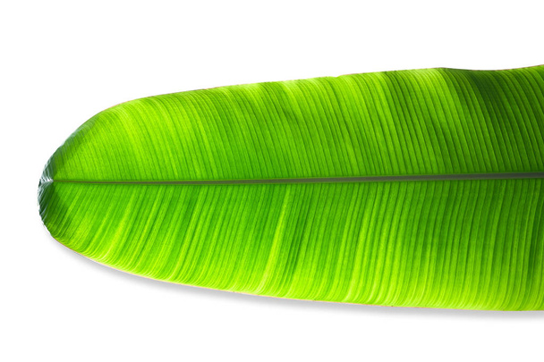 листя банана ізольовані на білому фоні
  - Фото, зображення