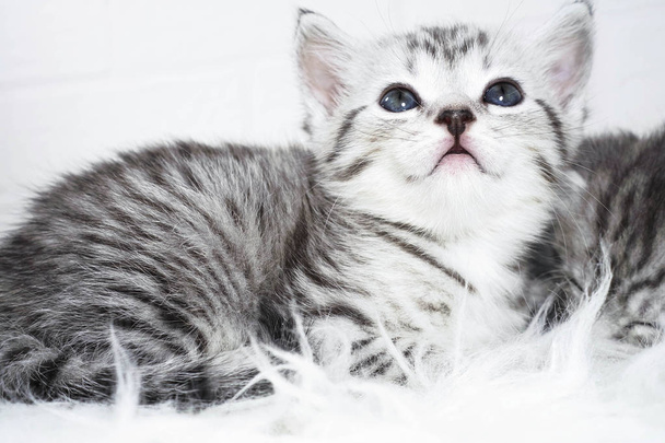 Kätzchen grau gestreift Farbporträt liegend auf weißem Hintergrund - Foto, Bild