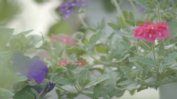 Záběrem na květ rostlin - Záběry, video