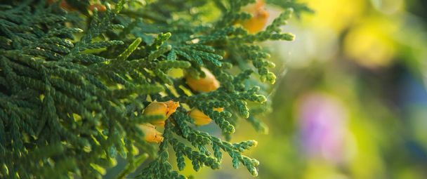 Green thuja tree branches close up over blurred nature background. Spring Background with bokeh. - Photo, Image