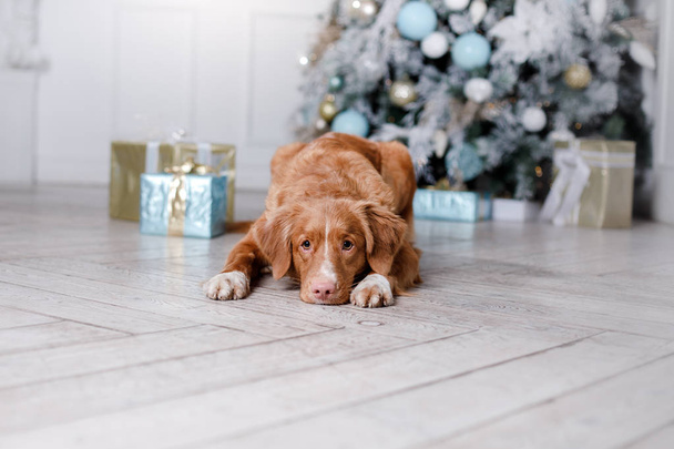 pies w dekoracje, święta i nowy rok, Boże Narodzenie, wakacje i szczęśliwy - Zdjęcie, obraz