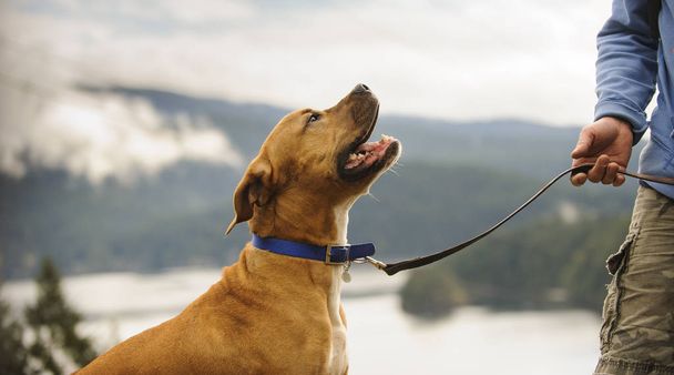 American Pit Bull Terrier perro
  - Foto, imagen