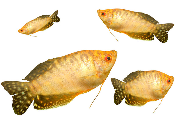 Gouden vis geïsoleerd op witte achtergrond - Foto, afbeelding
