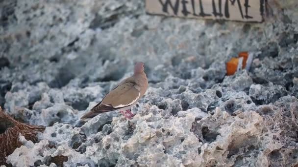 Small bird on rocks - Materiał filmowy, wideo