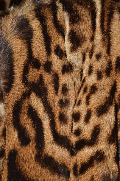 Lynx Fur Fundo
 - Foto, Imagem