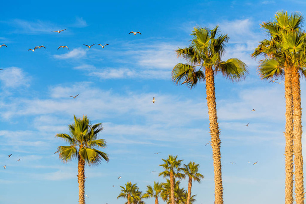 Pálmafák és a San Diego-ban sirályok - Fotó, kép