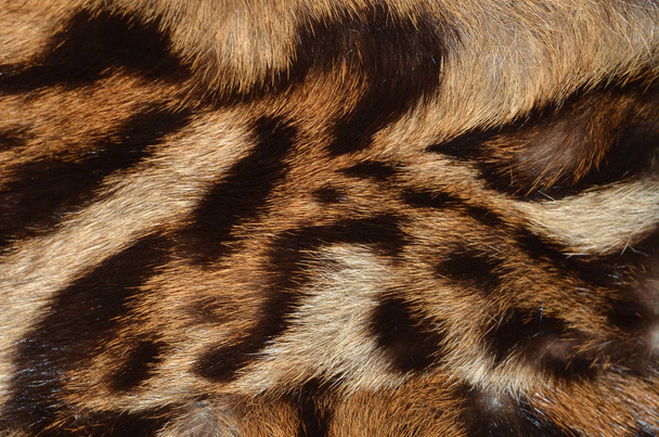 Fondo de piel felina
 - Foto, imagen