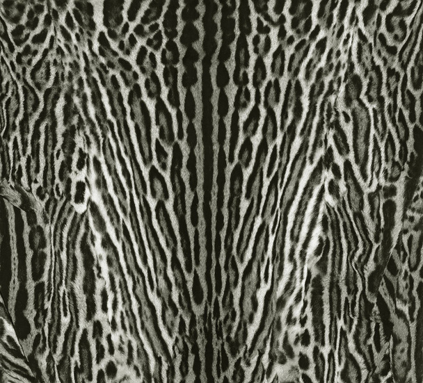 Textur aus Leopardenfell - Foto, Bild