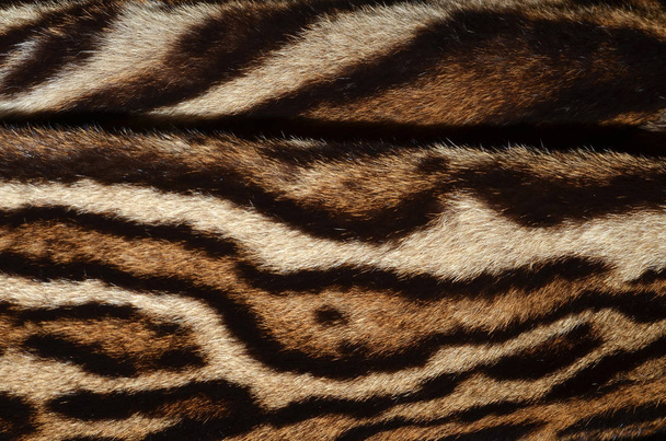 felino pelliccia sfondo
 - Foto, immagini