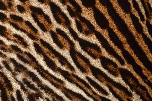 ヒョウの毛皮のテクスチャ - 写真・画像