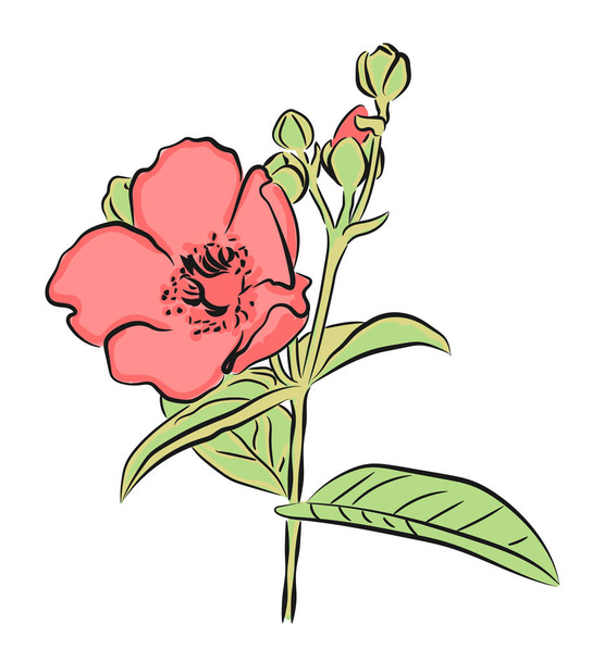 Pink flower on white background. Vector design element. - Διάνυσμα, εικόνα