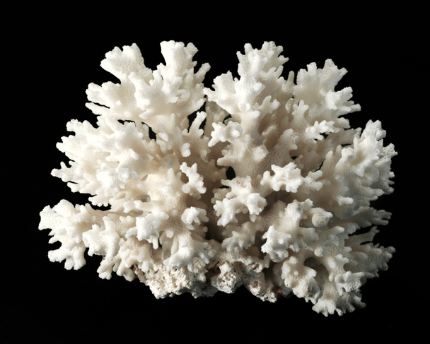 izole siyah üzerine beyaz mercan - Fotoğraf, Görsel