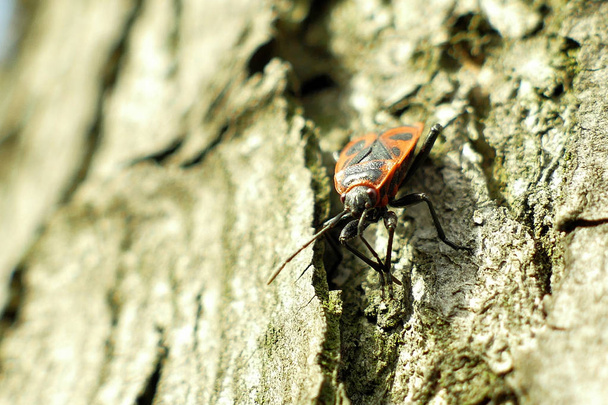 Rojo begbugs en el árbol macro disparo
 - Foto, Imagen