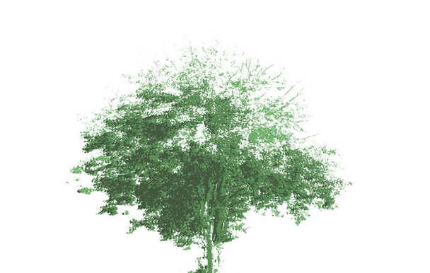 Δέντρο με εξάπλωση κορώνα - Διάνυσμα, εικόνα