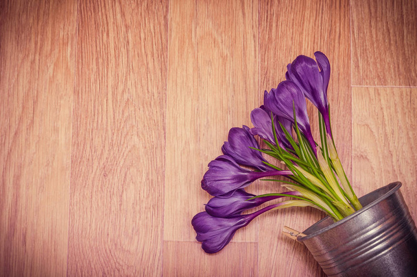 purple crocuses in pot - Valokuva, kuva