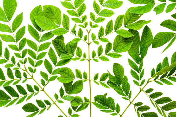 leaf isolate natural - Photo, Image