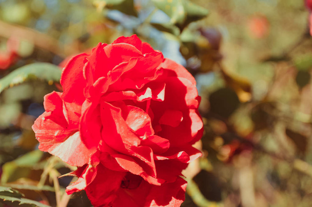 Bella rosa rossa brillante in giardino
 - Foto, immagini