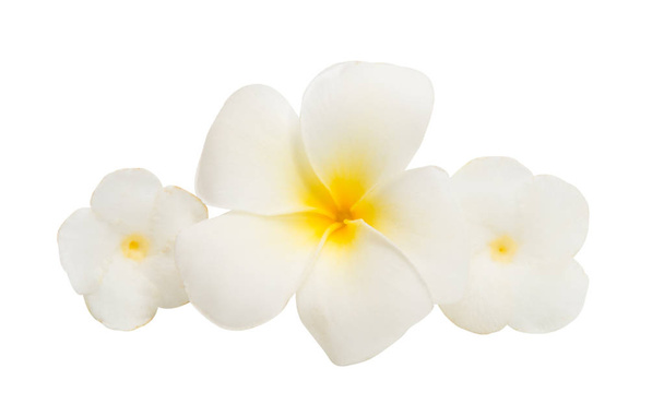 trópusi virág elszigetelt  - Fotó, kép