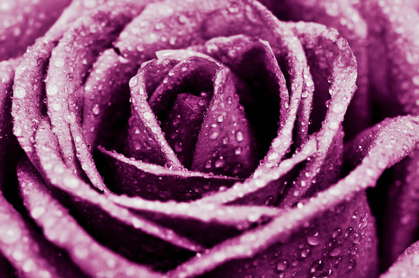 Pink Rose Flower. - Foto, Bild