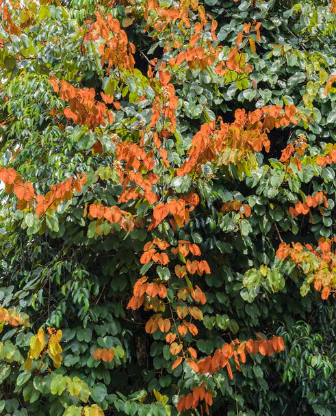 Gold Leaf Bauhinia  Aureifolia tree - Photo, Image