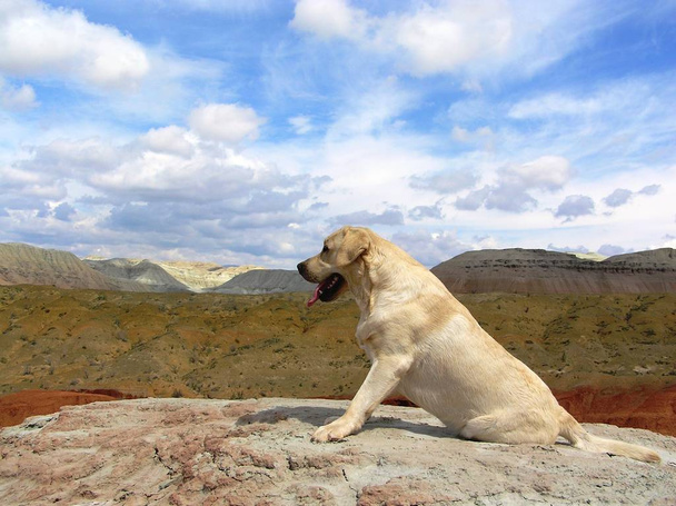 Labrador on a background of colorful mountains - Fotografie, Obrázek