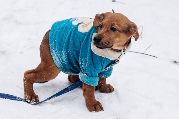 коричневый щенок в голубом свитере
 - Фото, изображение