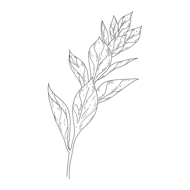 Leaves ink sketch on white background - Διάνυσμα, εικόνα