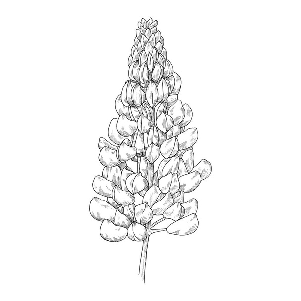 Flower ink sketch. Isolated on white background - Vetor, Imagem