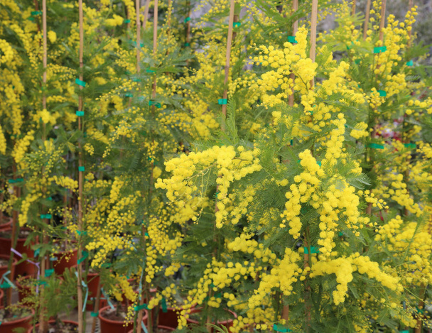 MIMÓZA sárga virágok s nők nemzetközi napja - Fotó, kép