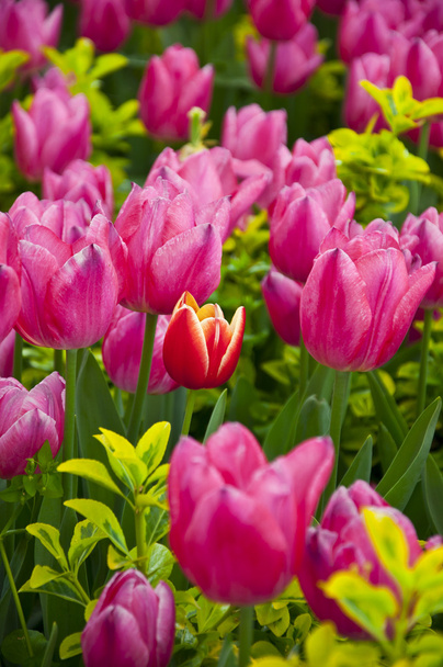Tulips - Foto, Imagen