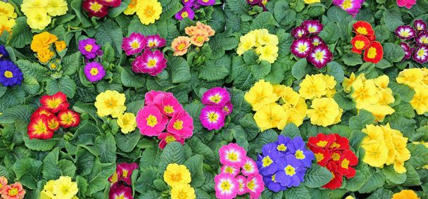 muchas prímulas coloridas a principios de primavera
 - Foto, Imagen
