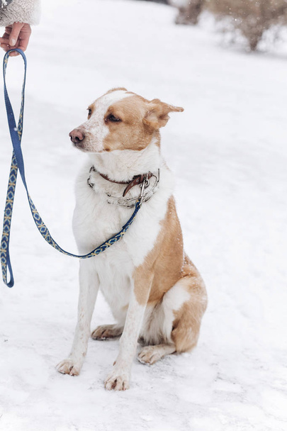 Beiger Hund sitzt im verschneiten Park - Foto, Bild