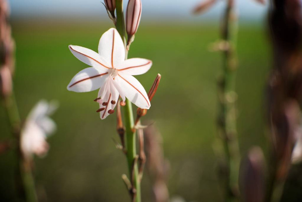 Vista de flor salvaje
 - Foto, Imagen