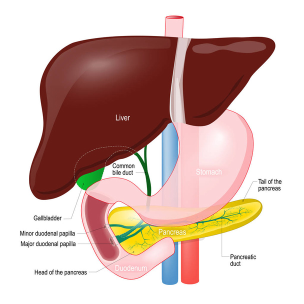 Un conducto vesical. anatomía del páncreas, hígado, duodeno y s
 - Vector, imagen