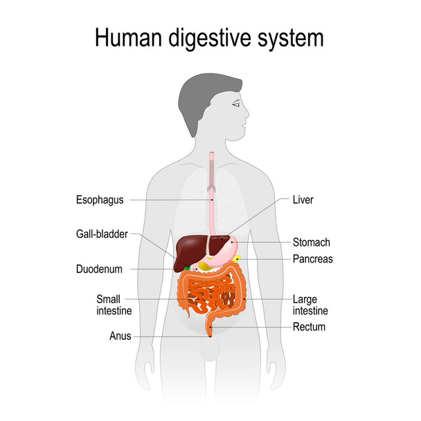 la localisation du système digestif dans le corps humain
. - Vecteur, image