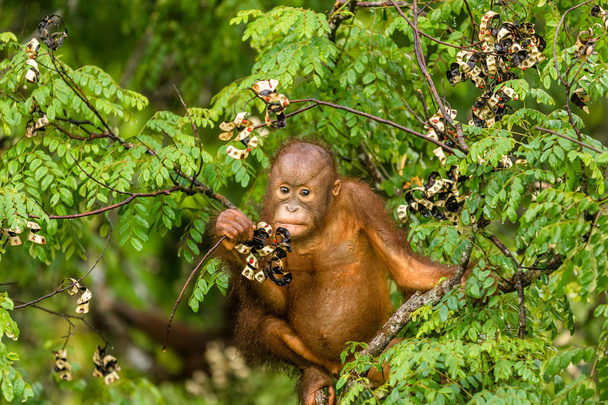 Belicza Mária orangután enni a piros bogyós gyümölcsök erdei Borneó Malajziában - Fotó, kép