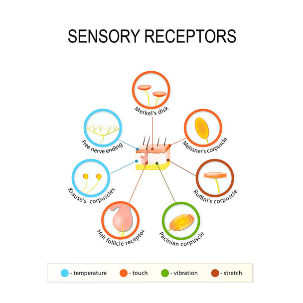 human skin and sensory receptors. - Vector, Image