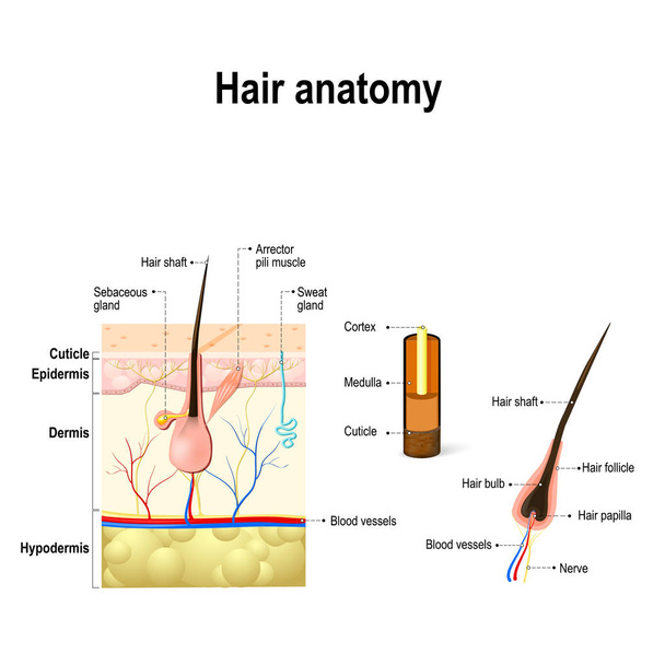 Анатомія людського волосся
. - Вектор, зображення
