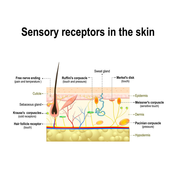 sistema sensorial humano en la piel
.  - Vector, Imagen