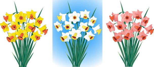 Daffodils em cores diferentes
 - Vetor, Imagem