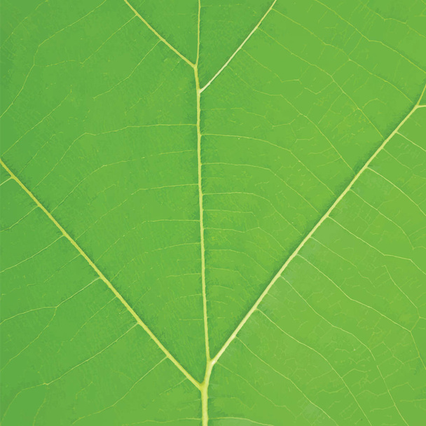 zelená listová textury na pozadí - Vektor, obrázek