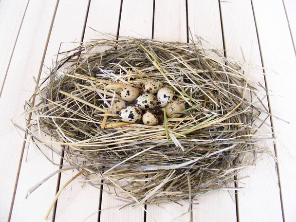 Œufs de caille et de nid de caille en concept décoratif
 - Photo, image