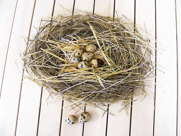 ウズラの巣、鳥の巣の卵の写真でウズラの卵ウズラの卵に便利と栄養価値 - 写真・画像