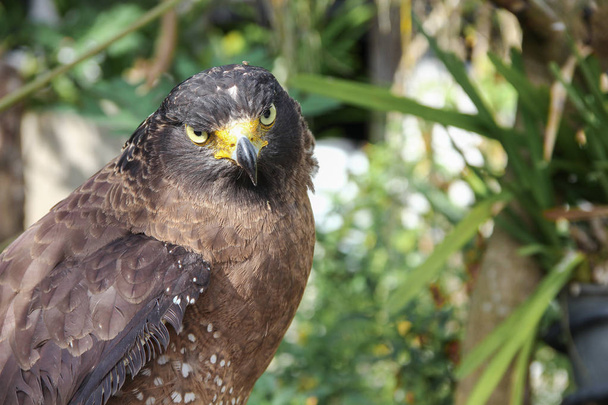 Falcon Peregrine or golden eagle, Closeup - Photo, Image