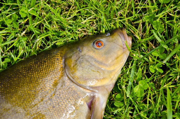 Grosse tête de tanche et oeil sur l'herbe après la pêche
 - Photo, image