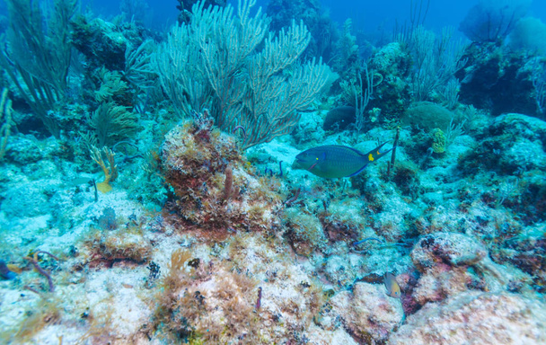 Parrot fish near coral reef underwater scene - Photo, Image